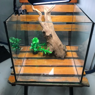 Hồ cubic 30cm kính 5 li và 6 li