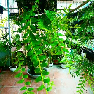 Lan Hạc Vỹ THiên Cung