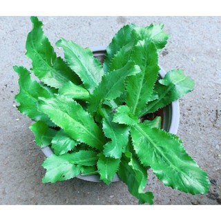 Chậu Ngò Gai/ Mùi Tàu