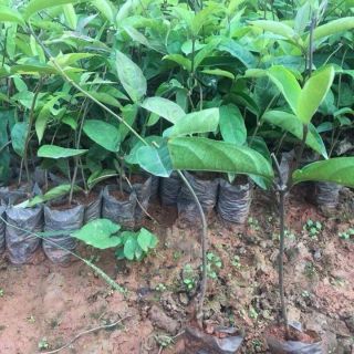 Com bo 10 cây ba kích tím( trồng hiệu quả kinh tế cao.chữa nhiều bệnh )