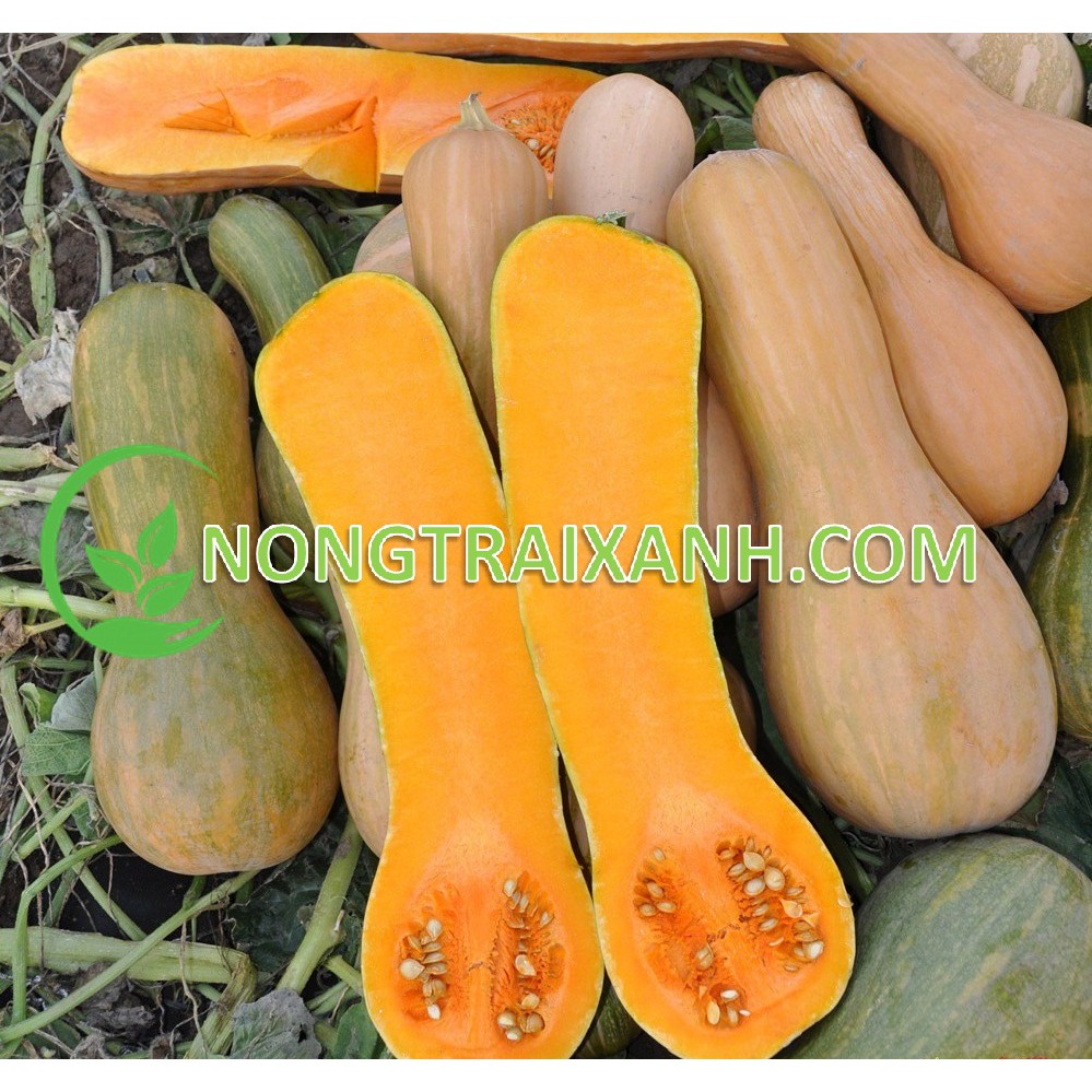40H - HẠT GIỐNG BÍ ĐỎ TRÁI DÀI NGA