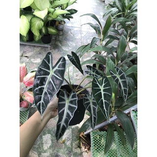 Môn quan âm/ Môn phật bà