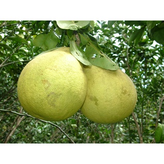 Cây BƯỞI ĐOAN HÙNG
