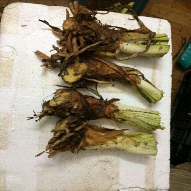 CỦ HOA THANH ANH ĐÀ LẠT