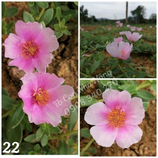 3 cành sam đơn hồng loang