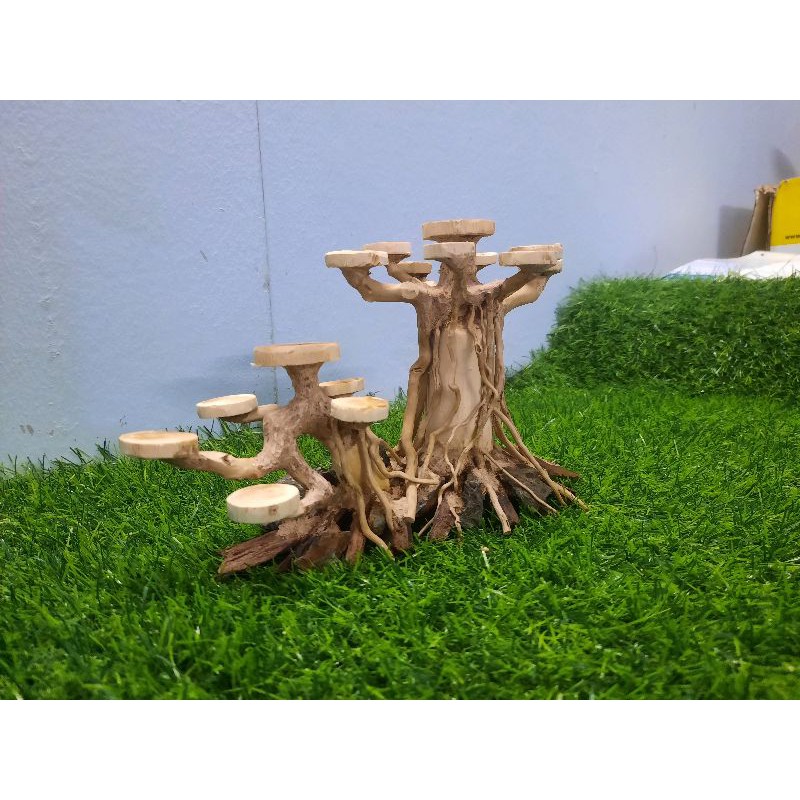 Lũa bon sai cấy nana