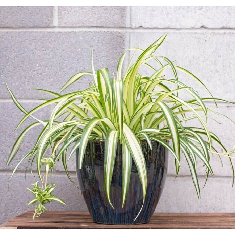 ♡♡♡ Cây Dứa vạn phát