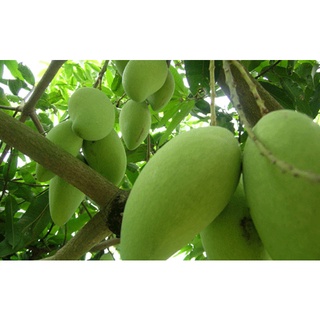 CÂY GIỐNG XOÀI THÁI SIÊU SỚM. [ GIỐNG CHUẨN CHO QUẢ  TO ]