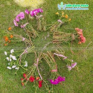 100 cành hoa mười giờ đẹp giá rẻ