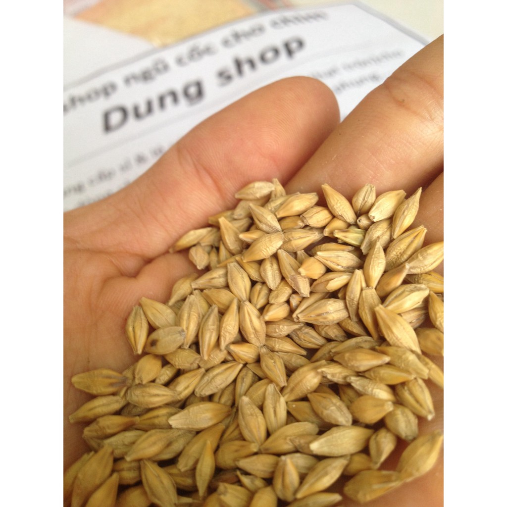 lúa đại mạch 1kg - thức ăn cho chim vẹt