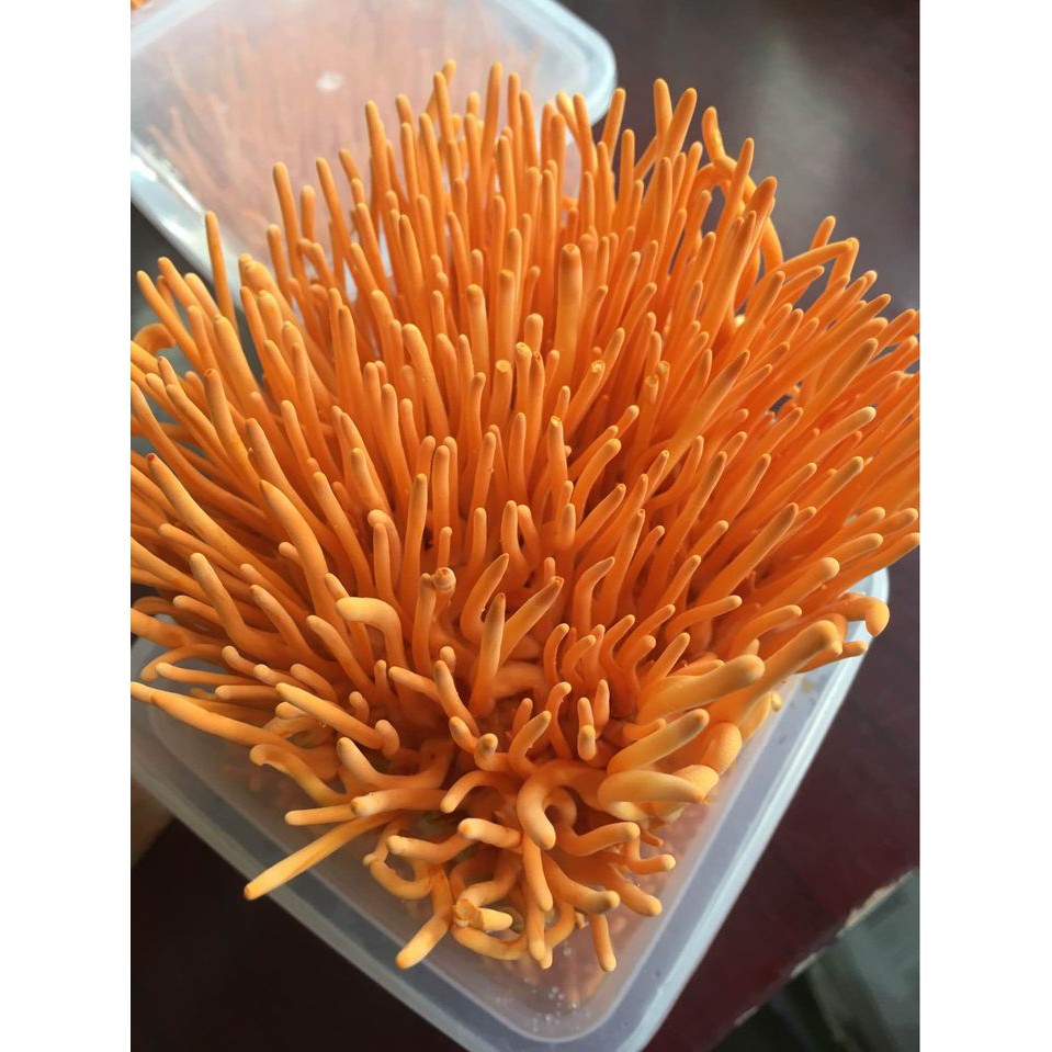 5 hộp Đông trùng hạ thảo tươi 180gr giao hàng toàn quốc [ chính hãng ] freeship toàn quốc bảo hành 1đổi 1 | BigBuy360 - bigbuy360.vn