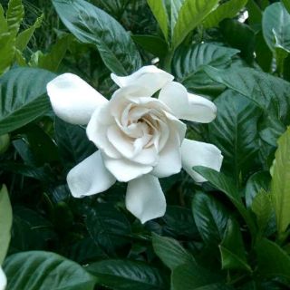 Cây 🌲 Lài Thiên Hương đang hoa
