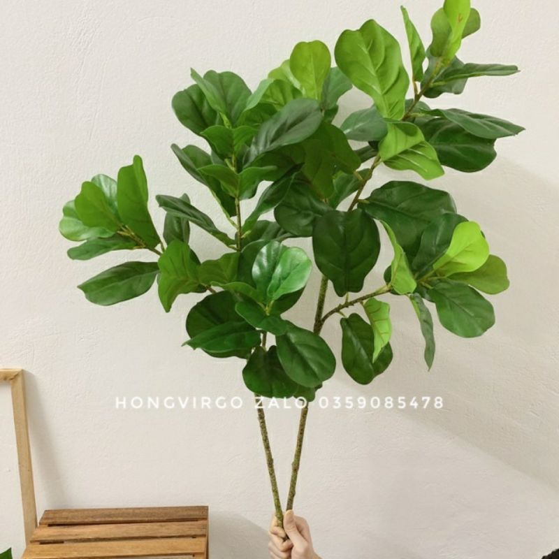 Cây bàng giả - Cây bàng Singapore cao 120cm 3 nhánh - CHƯA CHẬU