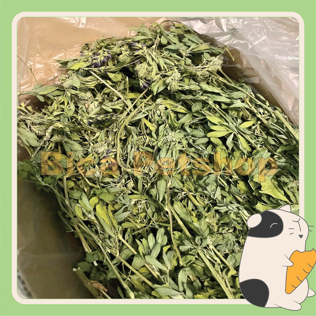 Cỏ alfalfa nguyên cành cho thỏ, chuột lang, sóc bắc mỹ, chinchilla,..