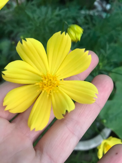 Hạt giống hoa sao nhái đơn mix - 0,5gram/gói