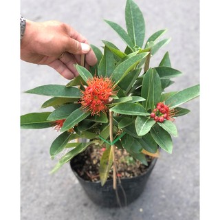 Cây Mai Thái hoa màu cam