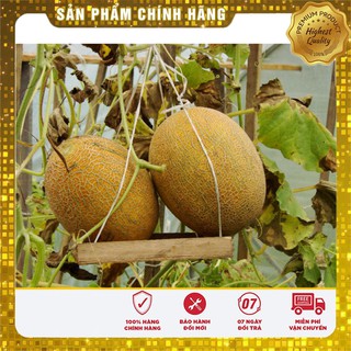Hạt Giống Dưa Lưới Vàng(10 hạt)