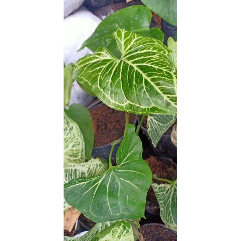 Rối Tay Singonium