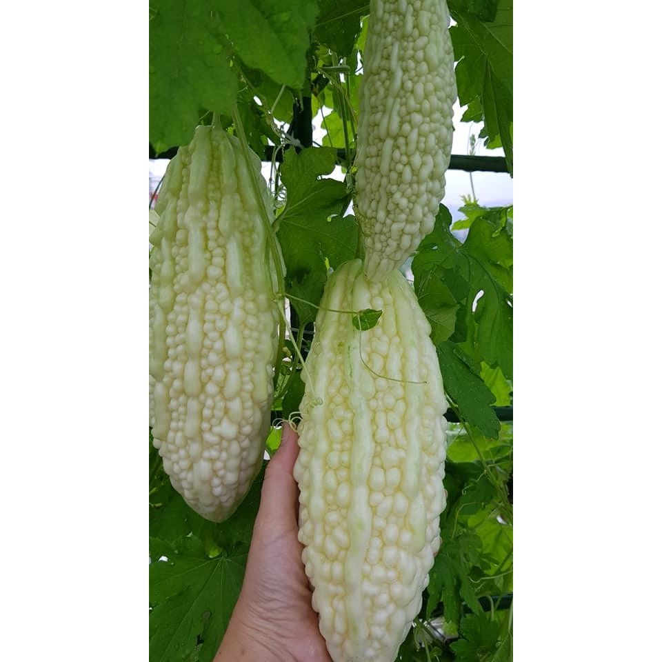 Hạt giống Khổ qua bạch tuyết - Loại quả rất tốt cho sức khỏe