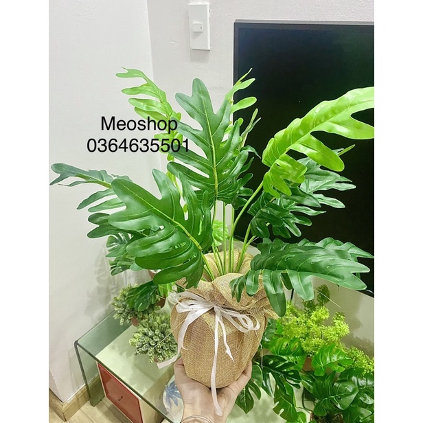 Cây lá rùa xẻ tặng kèm chậu sỏi và vải bao bố