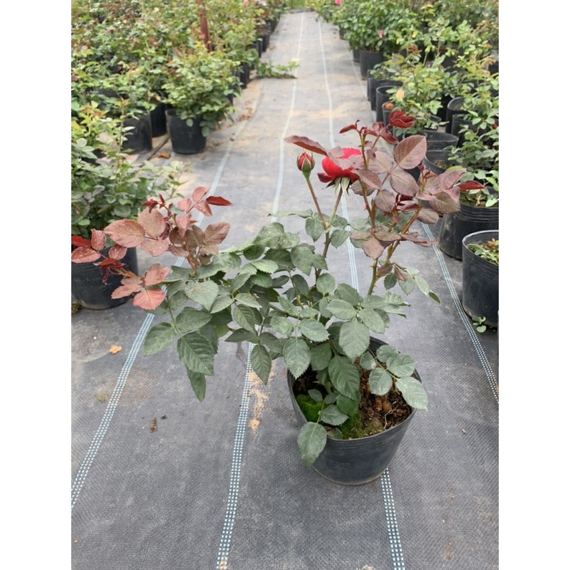 Cây hoa hồng ngoại Red Piano - cây nguyên chậu