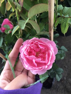 Hoa hồng Soeur Emmanuelle