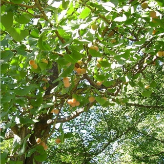 100 Hạt giống cây chay (Kèm kích thích hạt nảy mầm)
