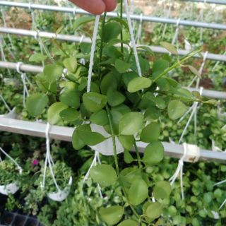 Chậu dây đôla treo trang trí nhà cửa, hàng quán, văn phòng