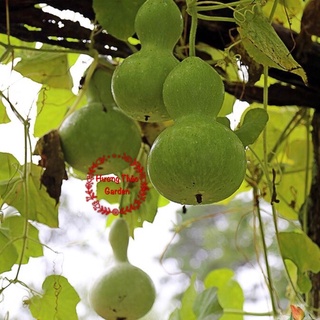 Hạt Giống Bầu Hồ Lô 1gr