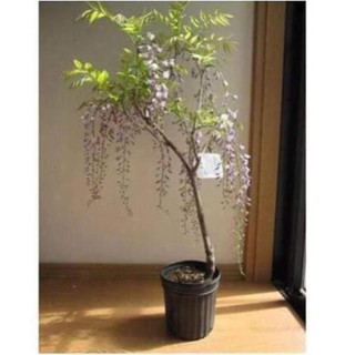 CÂY GIỐNG HOA TỬ ĐẰNG THÂN GỖ