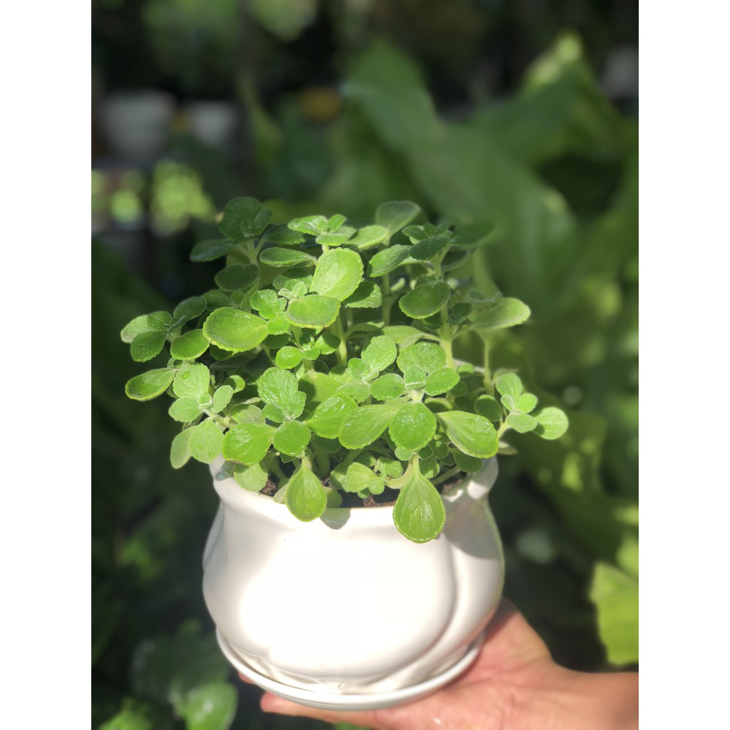 Chậu Sứ Cây Nhất Mạc Hương để bàn