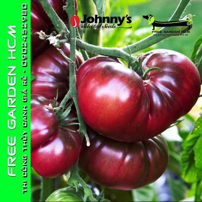20 HẠT GIỐNG CÀ CHUA BLACK KRIM / INDIGO ROSE - Johnny’s Seed – Mỹ