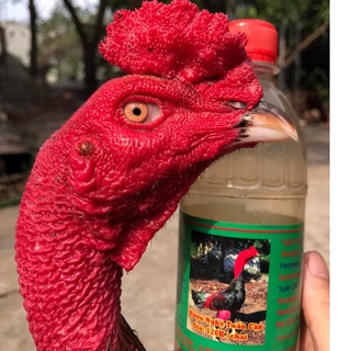 Chai Om Gà Tuấn Cận 500ml