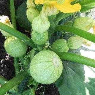Hạt giống bí ngòn tròn xanh non