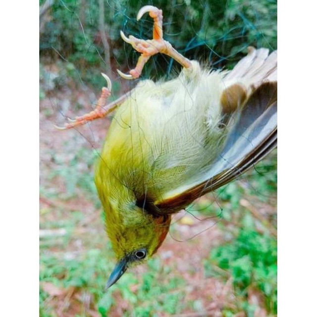 Lưới Bắt Chim dài 30m hàng loại 1 bắt CHÀO MÀO, CHÒE, MI, KHỨU, SÁO, cu gáy giá siêu rẻ - vip bdshad8