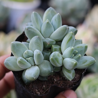 Sen đá kim cương, size 4-6cm