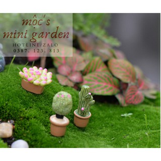 Tiểu cảnh mini_Chậu cây mọng nước_CP185