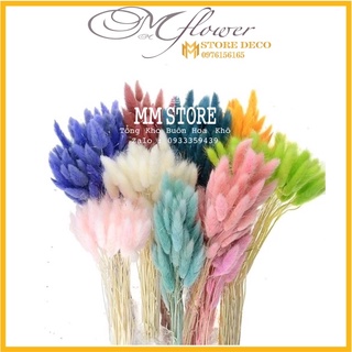 50 bông cỏ đuôi thỏ, cỏ lau Mỹ, Hoa khô decor chụp ảnh, trang trí bình gốm sứ, lọ thủy tinh