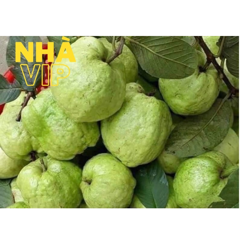 (GÒ VẤP) ỔI NỮ HOÀNG
