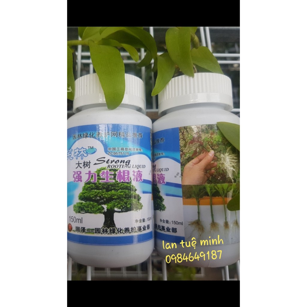 [FREESHIP TỪ 50K] KÍCH RỄ ĐÀI LOAN SIÊU MẠNH CHUYÊN DÙNG CHO HỒNG VÀ CÁC LOẠI CÂY CẢNH BONSAI