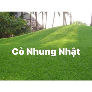 Hạt giống cỏ nhung nhật 1000 hạt