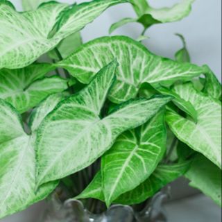 Combo 5_7 Cây trầu bà trắng to đủ chậu