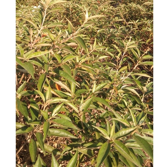 Cây khổ sâm giống cho lá