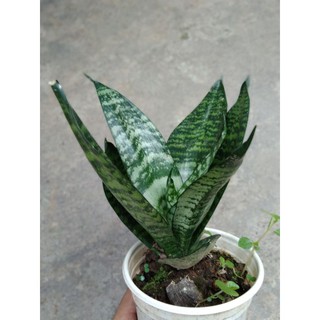 Cây lưỡi hổ lùn