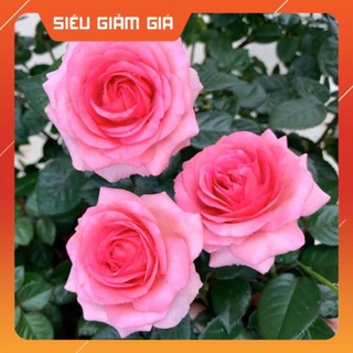 Hoa Hồng Thân Gỗ Lafont Pháp - có bông khủng, hương thơm cổ điển , siêu đẹp siêu hot. Gía Rẻ Gía Rẻ