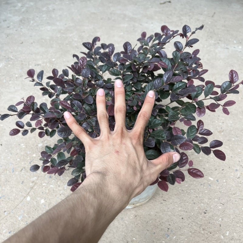 Cây hồng phụng hoa đỏ tán lá xòe đẹp mắt, cây cảnh trang trí sân vườn, ban công và trang trí tiểu cảnh