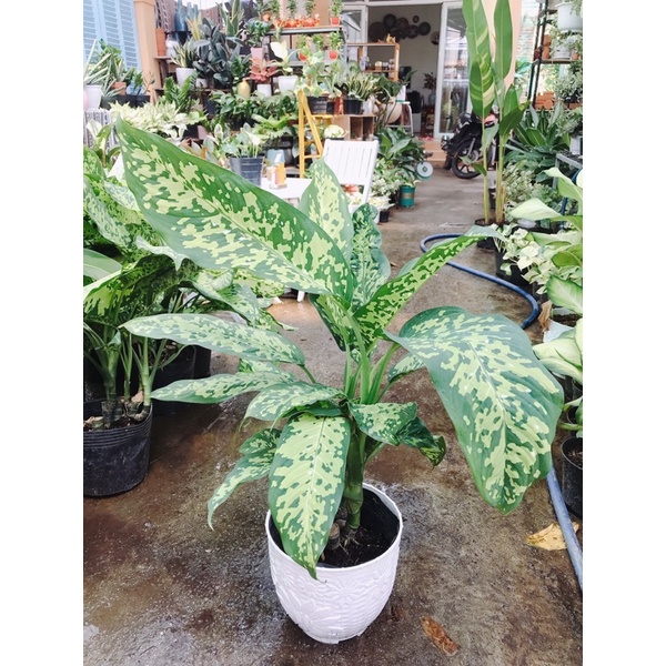 Dieffenbachia Reflector