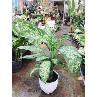 Dieffenbachia Reflector