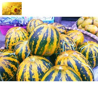 Hạt Giống Dưa Bở Thơm Cao Sản (20 Hạt)