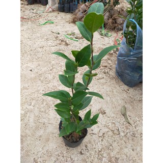 cây hoa trà my đang lộc nụ